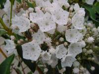 kalmia latifolia 2.JPG